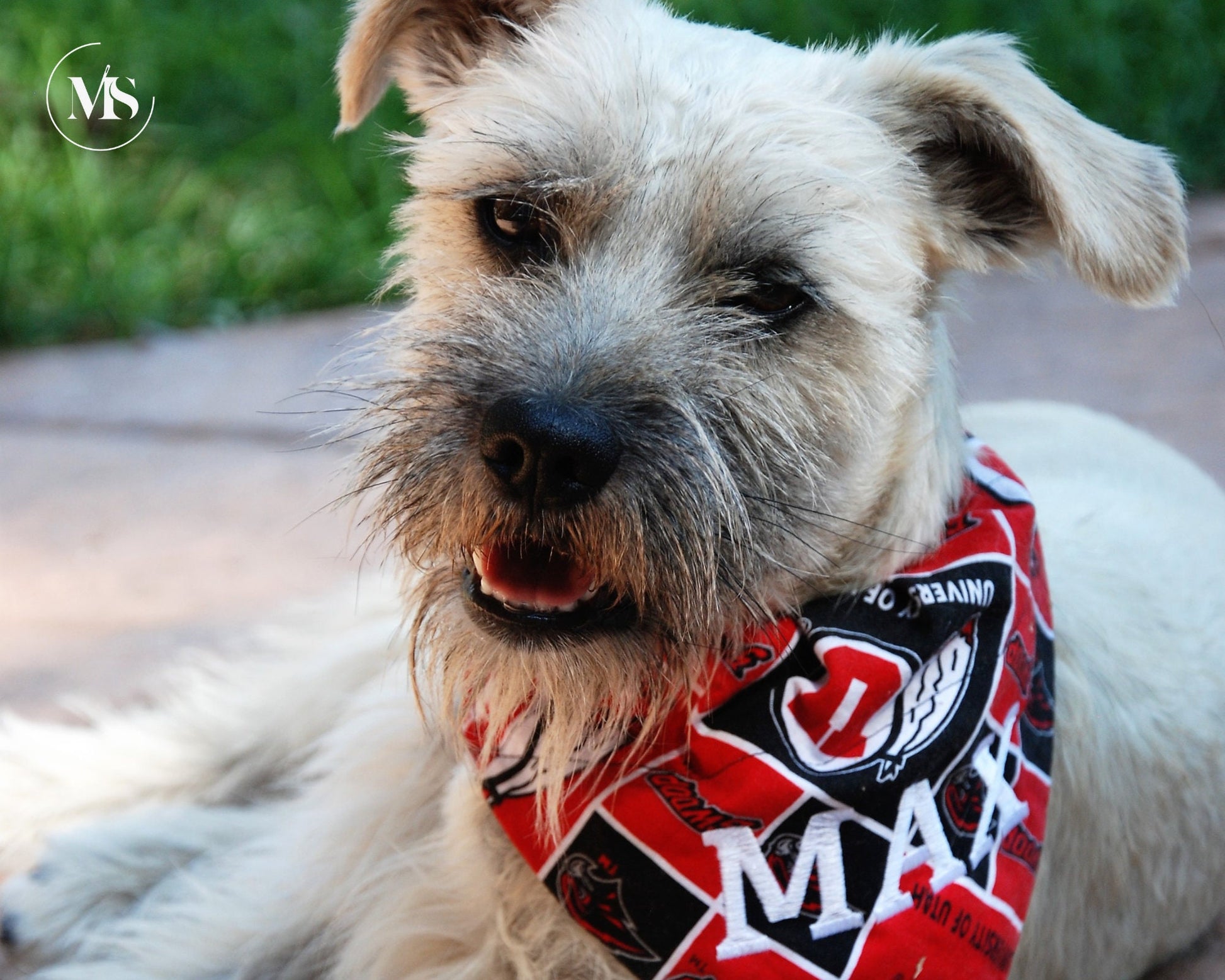 Big/Small Brother or Sister Personalized Pet Bandanas