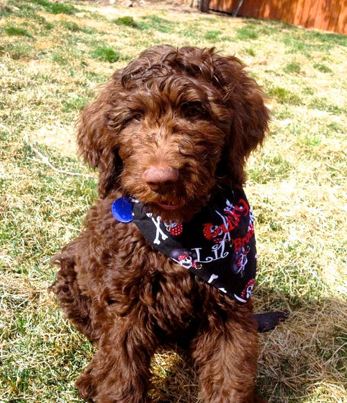 1 bandanas sibling /Pet Bandana/ Proud Big Sister/Brother bandana/ Lucky Little Brother/Personalized bandana