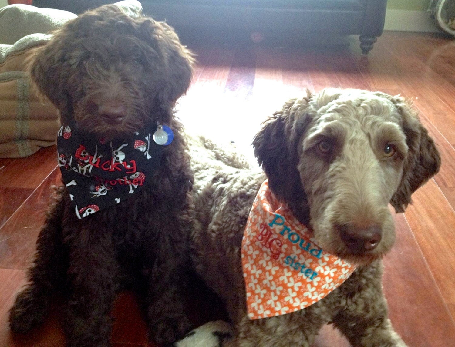 1 bandanas sibling /Pet Bandana/ Proud Big Sister/Brother bandana/ Lucky Little Brother/Personalized bandana