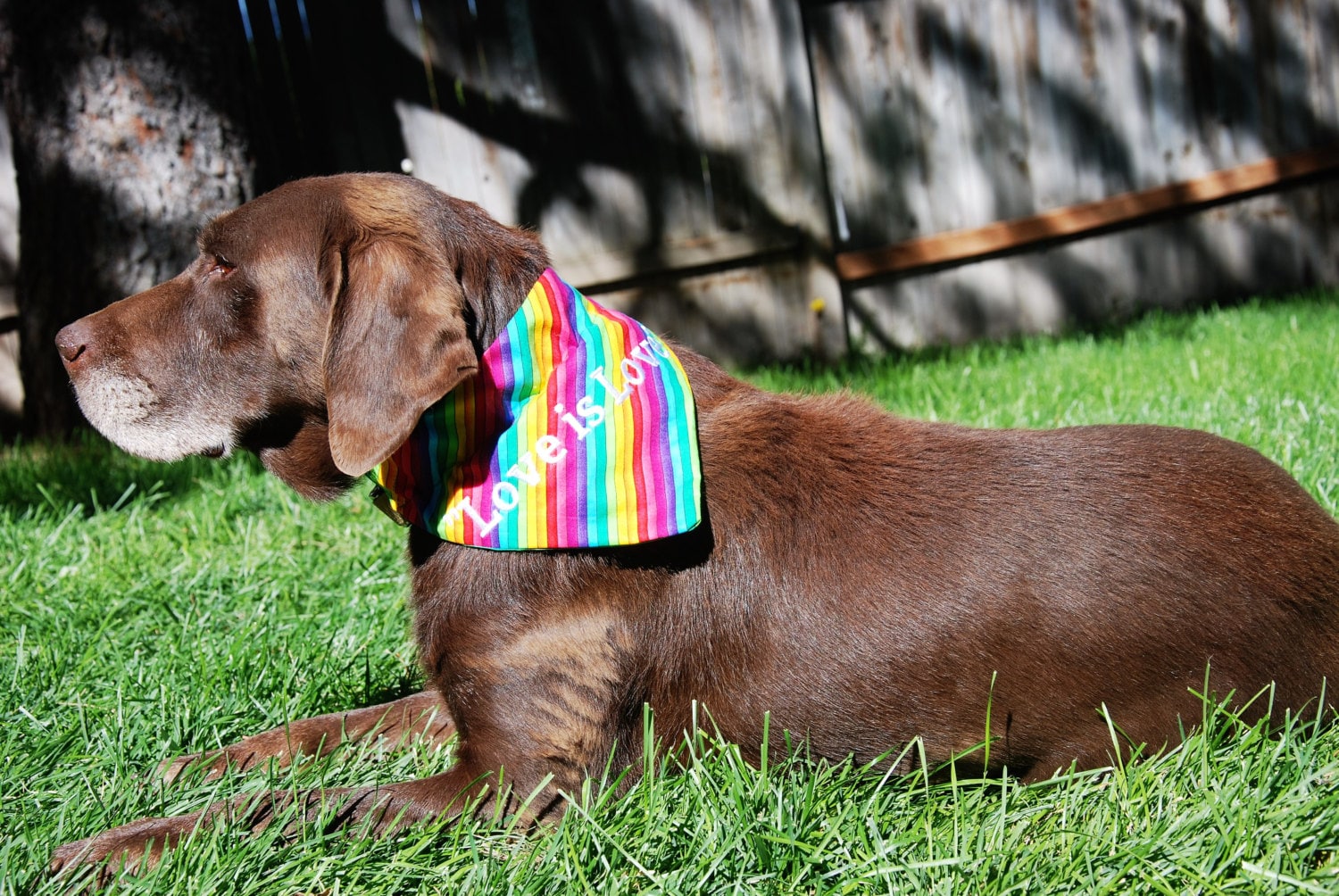 Medium and Large Bandanas Gay Pride Equality /Pet Bandana
