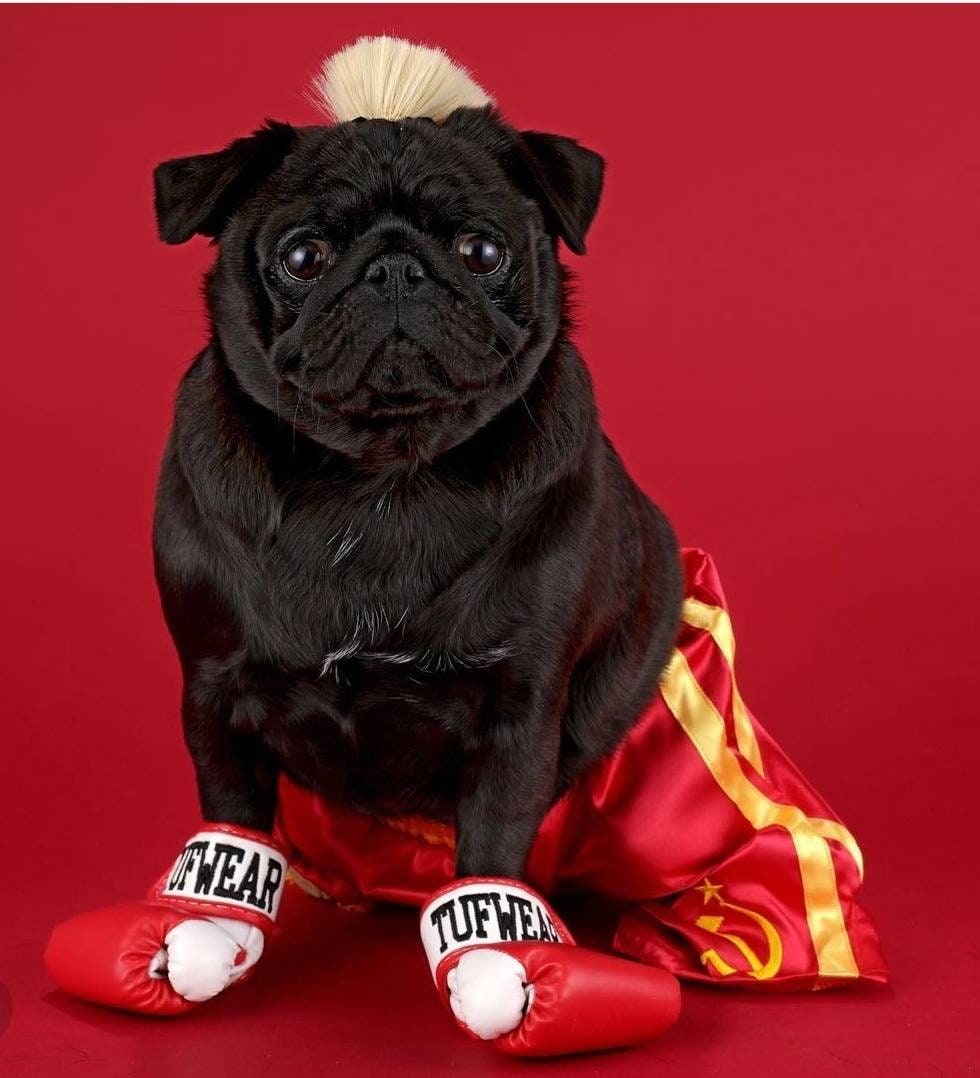 Pet Boxing costume set Gloves personalized and shorts personalized | costume for pets