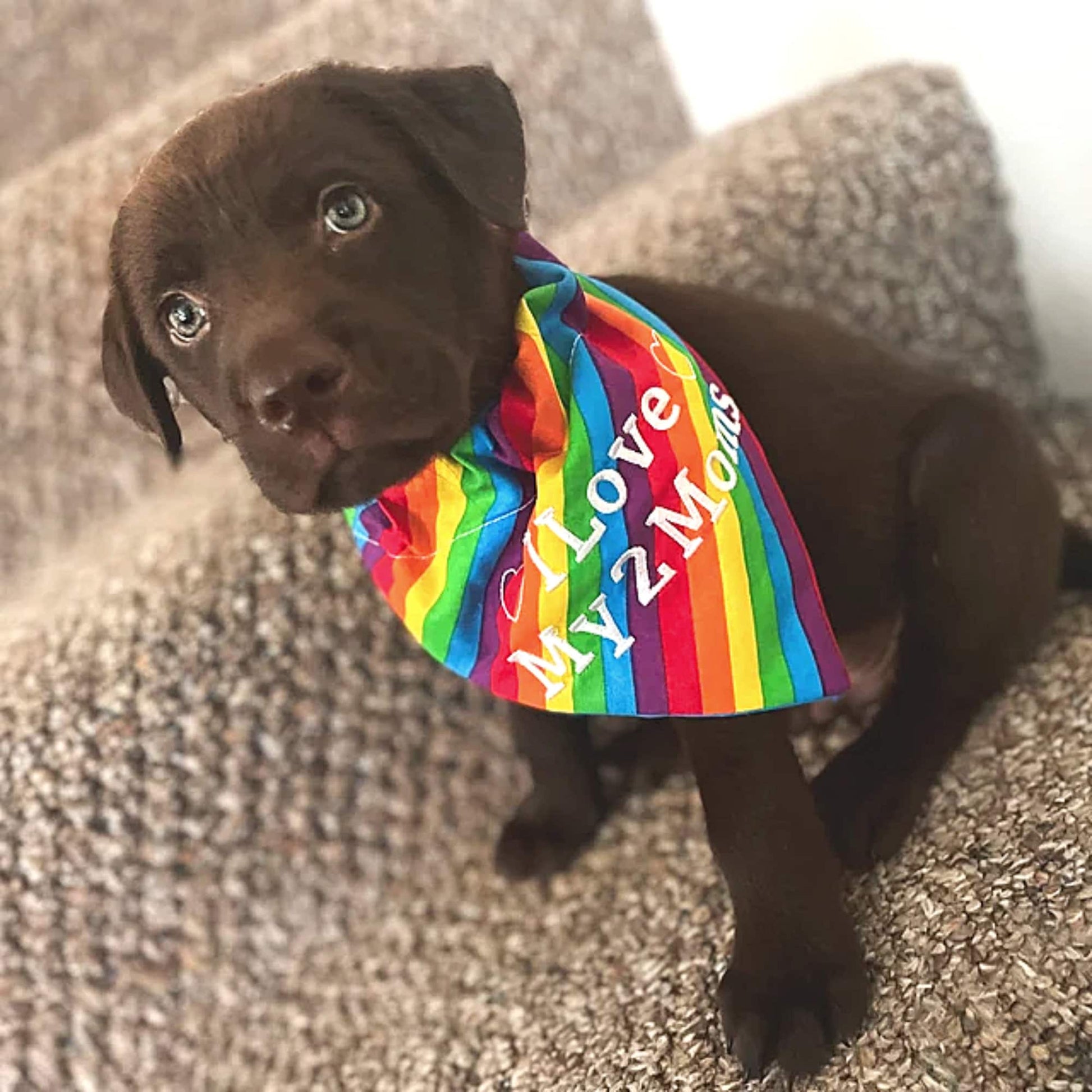 LGBTQ+ Custom Pride Pet Bandanas (for small-sized dogs)