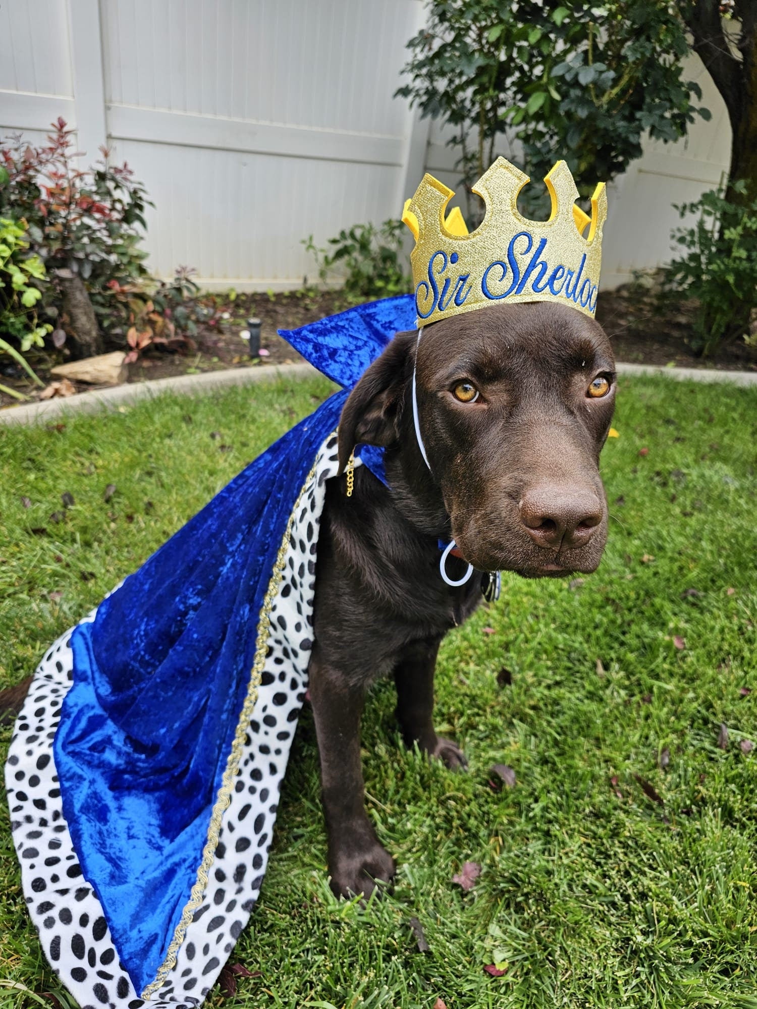 Regal Dog King Cape and Crown Set - Fit for Royalty!
